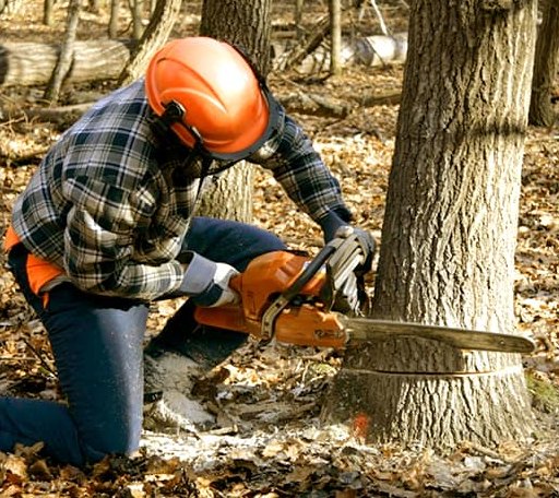 Tree Removal in Bluffton, OH